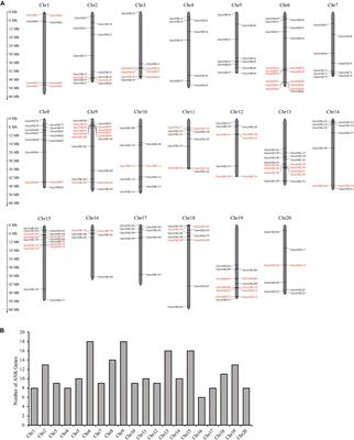 The Ankyrin-Repeat Gene GmANK114 Confers Drought and Salt Tolerance in Arabidopsis and Soybean